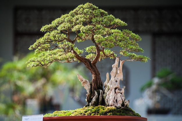Árvore de bonsai no quintal