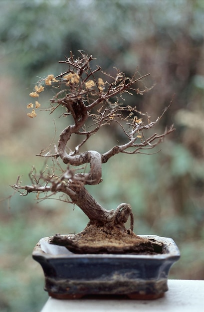 Foto Árvore de bonsai seca na mesa