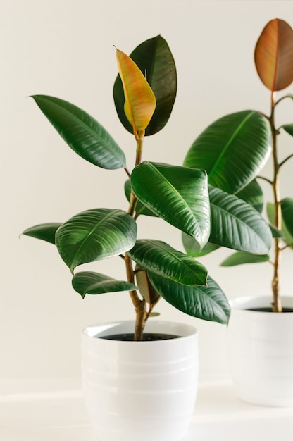 Árvore de borracha da planta elástica de dois ficus em vasos de cerâmica branca.