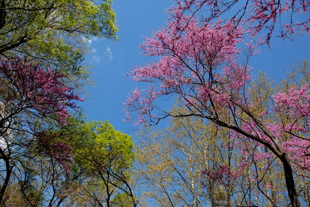 Árvore de botão vermelho na primavera