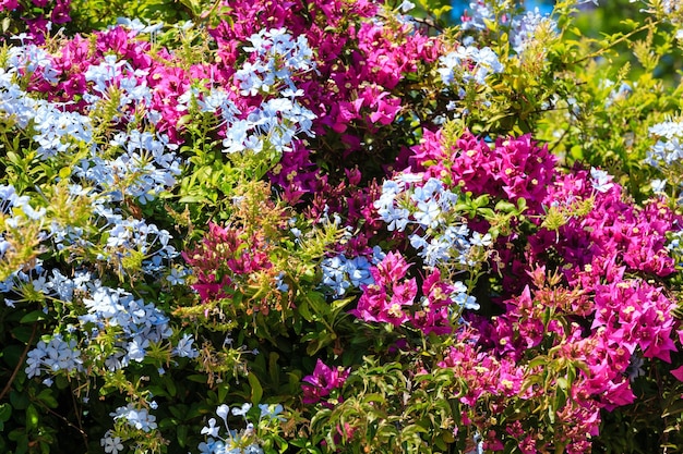 Árvore de buganvílias e planta phlox closeup