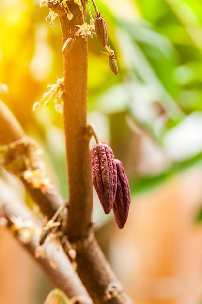 Foto Árvore de cacau (theobroma cacao). vagens de cacau orgânico na natureza.
