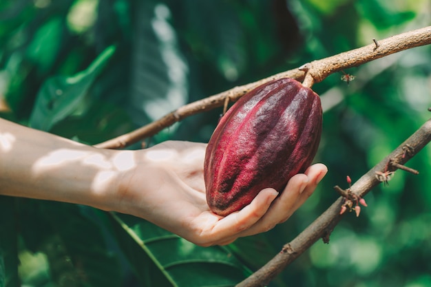 Árvore de cacau (theobroma cacao). vagens de frutas de cacau orgânico na natureza.