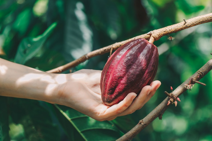 Foto árvore de cacau (theobroma cacao). vagens de frutas de cacau orgânico na natureza.