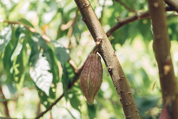 Árvore de cacau (theobroma cacao). vagens de frutas de cacau orgânico na natureza.