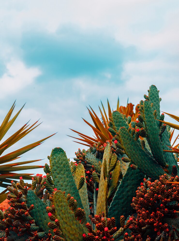 Foto árvore de cacto canário. conceito de viagens.