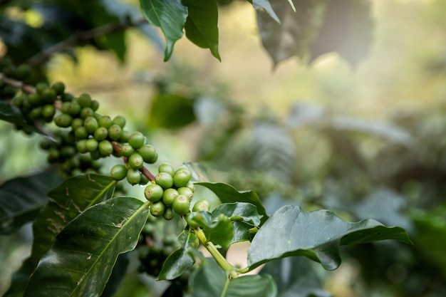 Árvore de café com as bagas de café verdes na plantação do café.