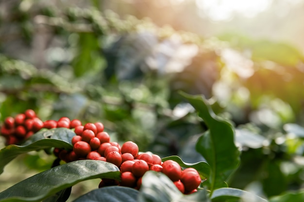 Árvore de café com bagas de café vermelhas na plantação do café.