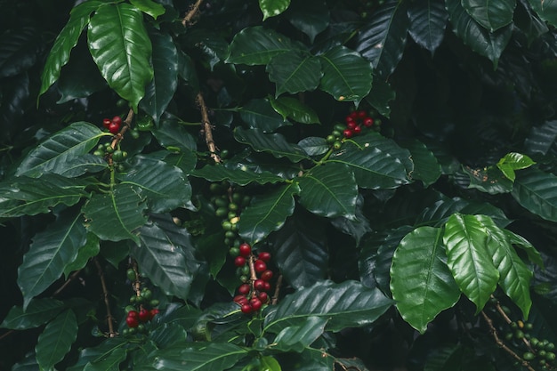 Árvore de café com feijão cereja. fundo de natureza, efeito de cor vintage