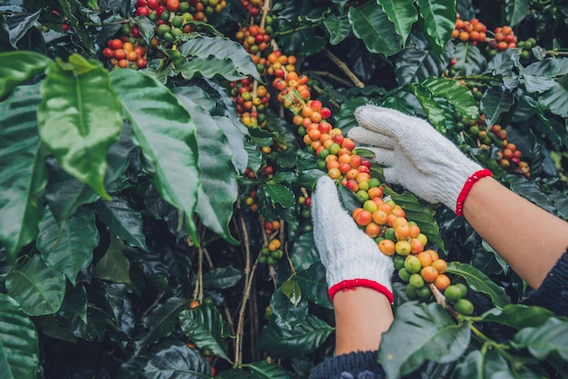 Árvore de café com grãos de café na plantação de café, como colher grãos de café. trabalhador colheita de grãos de café arábica.