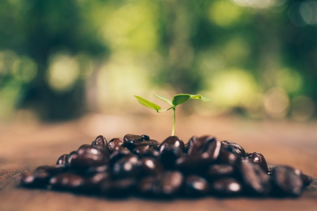 Árvore de café e grão de café, conceito