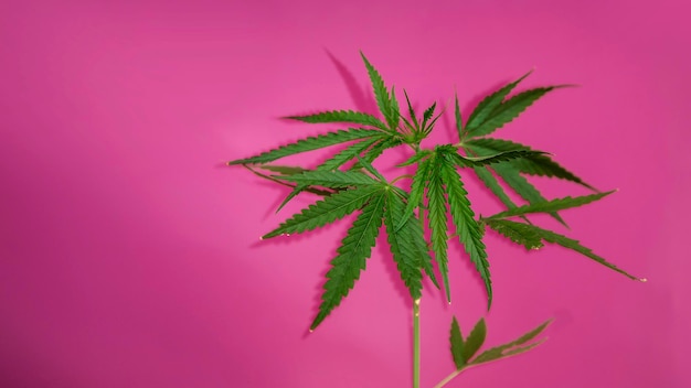 Árvore de cânhamo de cannabis em fundo rosa isolado