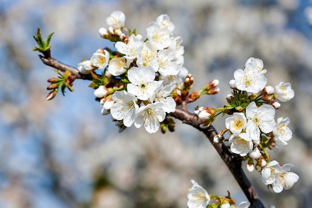 Árvore de cereja de florescência na moldávia