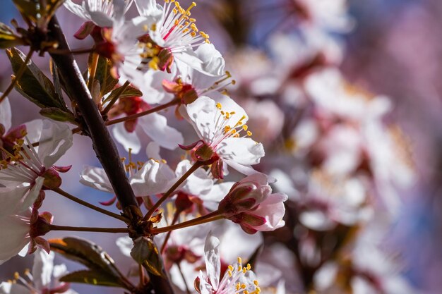 Árvore de cereja em flor na primavera, época específica