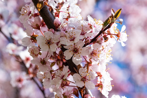 Árvore de cereja em flor na primavera, época específica