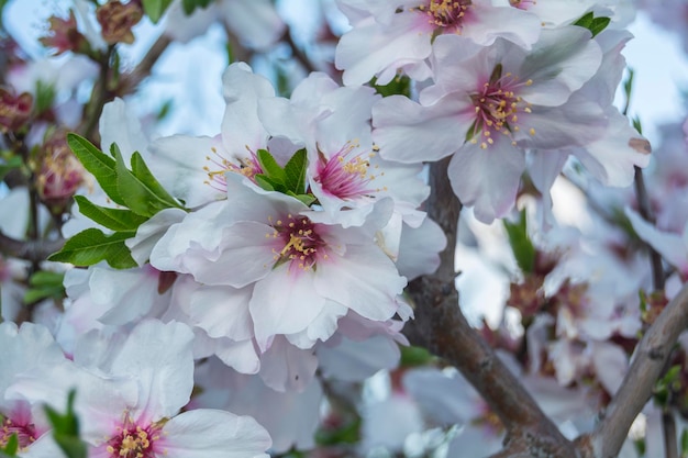 Árvore de cereja em flor