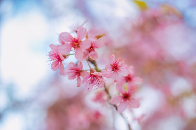 Foto Árvore de cereja selvagem do himalaia com flor rosa florescendo na primavera em um campo agrícola