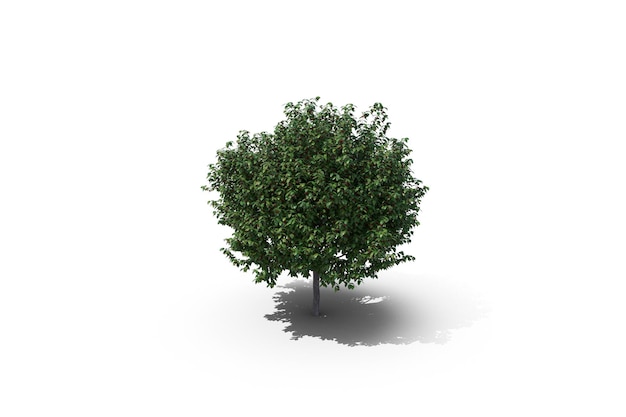 Árvore de cereja verde