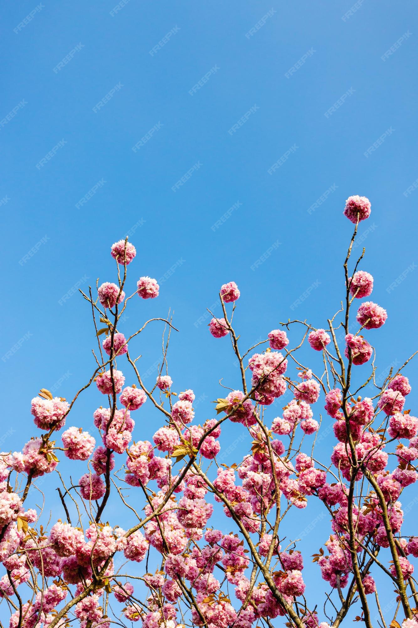 Banco de imagens : Tóquio, flor, natureza, Primavera, árvore, céu, plantar,  arquitetura, ramo, Rosa, Flor de cerejeira, botânica, Planta lenhosa,  folha, casa, construção, Banco de fotos, Arquitetura japonesa, pétala,  lazer, mundo, turismo