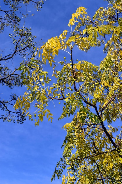 Foto Árvore de chinaberry melia azedarach com frutos em um parque