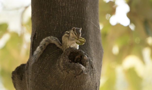 Foto Árvore de chipmunk