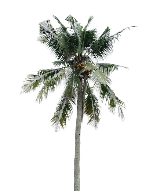 Árvore de coco isolada em fundo branco
