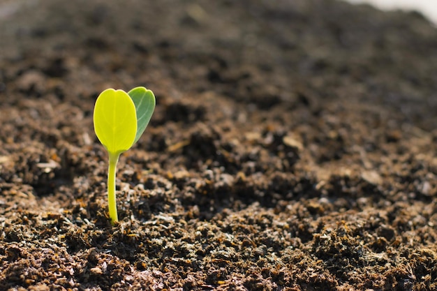 Árvore de crescimento de plantas