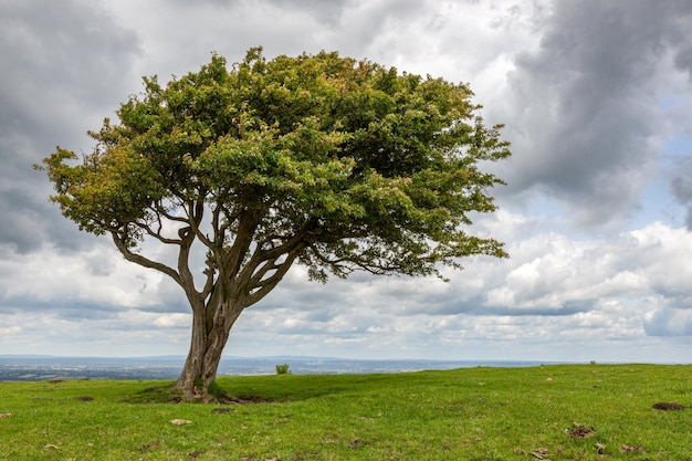 Foto Árvore de espinheiro crescendo em south downs