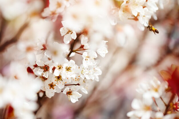 Árvore de flor de cerejeira na primavera com lindas flores. jardinagem. foco seletivo.