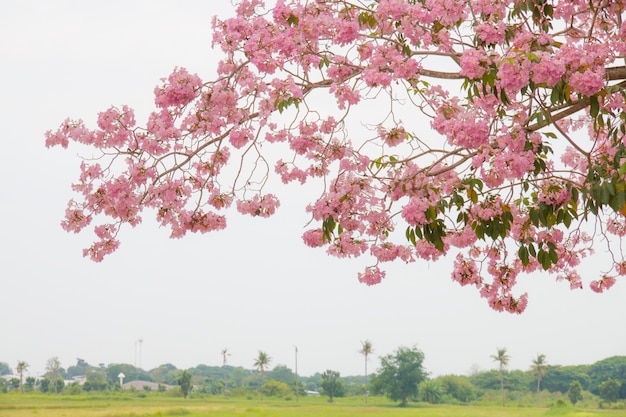 Árvore de flor rosa com prado como plano de fundo