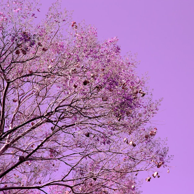 Árvore de flor roxa. arte mínima de planta