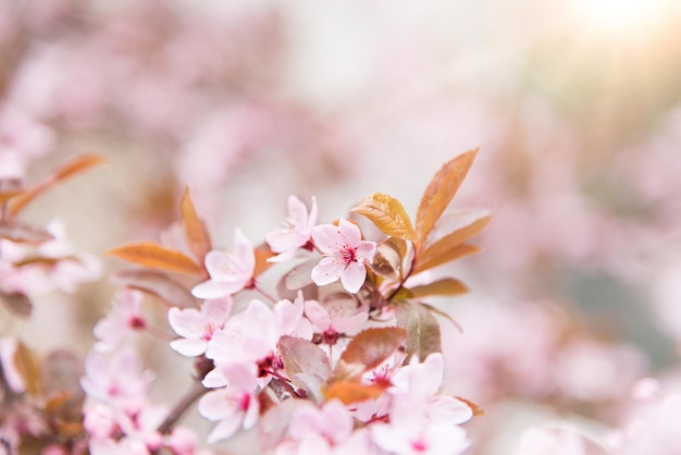 árvore de floração da primavera, flor rosa, flores sem folhas, fundo, foco seletivo