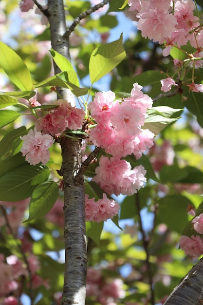 Foto Árvore de flores rosa no jardim.