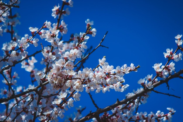 Árvore de florescência na polinização da primavera por abelhas