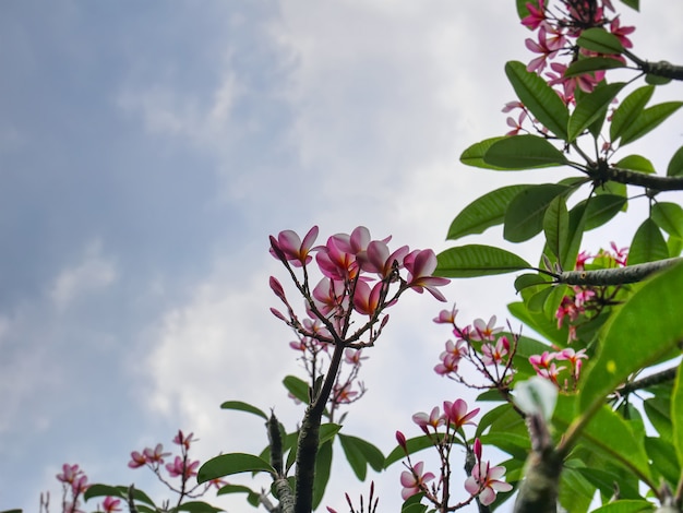 Árvore de florescência Plumeria rosa e branco contra azul céu nublado com foco seletivo
