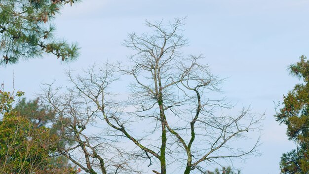 Foto Árvore de folha caduca da família das platanaceas common plane platanus x hispanica static