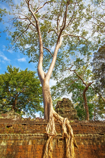 Árvore de gant com raízes na parede antiga em angkor wat, camboja