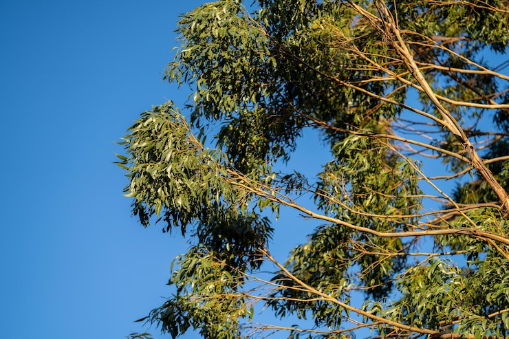 Foto árvore de goma nativa crescendo em uma floresta em um parque nacional na austrália no mato na primavera