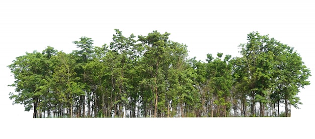 Foto Árvore de grupo isolado no fundo branco