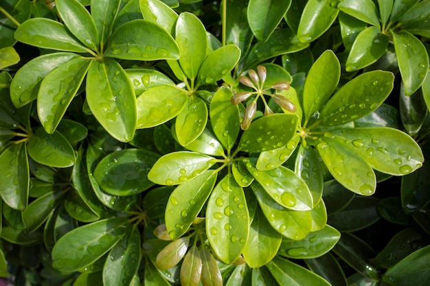 Árvore de guarda-chuva anã schefflera arboricola folhas verdes com salpico de água