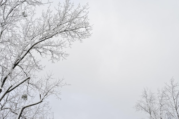 Árvore de inverno com neve