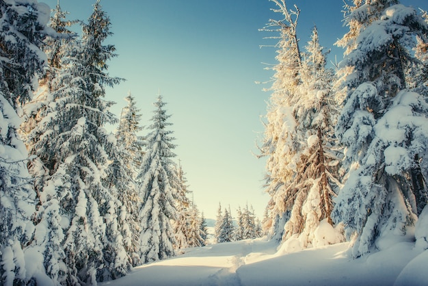 Árvore de inverno na neve. cárpatos. ucrânia. europa.