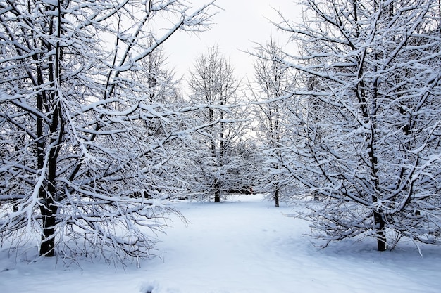 Árvore de inverno nua sob a neve