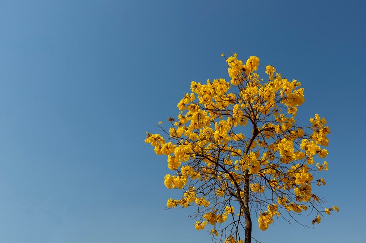 Foto árvore de ipê amarela com céu azul. espaço para texto