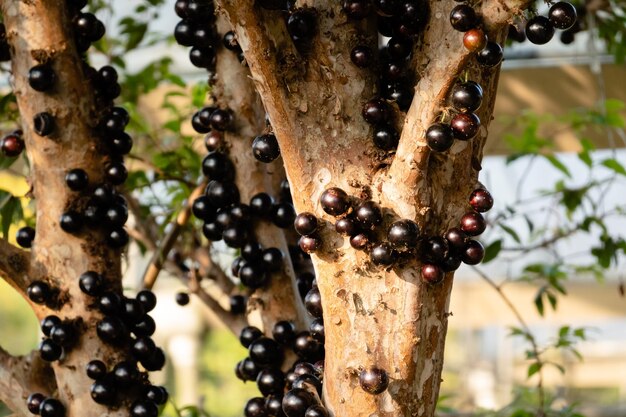 Foto Árvore de jaboticaba com frutos