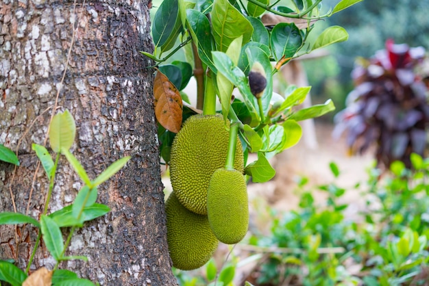 Árvore de jackfruit e jovens jackfruits