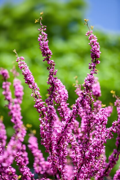 Árvore de judas rosa. flores no galho redbud. galhos de árvores com flores cor de rosa e o céu azul claro ao fundo