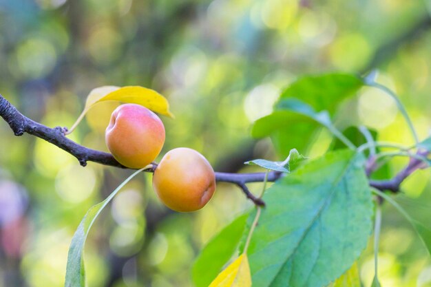 Foto Árvore de maçã cheia de maçãs verdes malus baccata pequenas maçãs em um ramo no jardim
