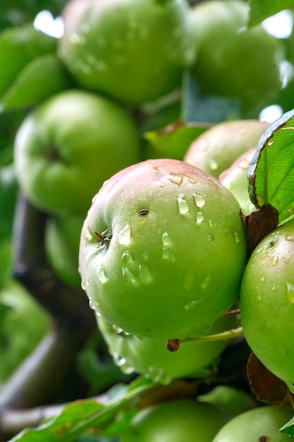 Árvore de maçã com maçãs verdes fechadas à luz do sol depois que a chuva cai no vento maçãs verdes crescem em um galho