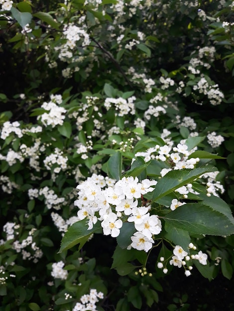 Foto Árvore de maçã em flor